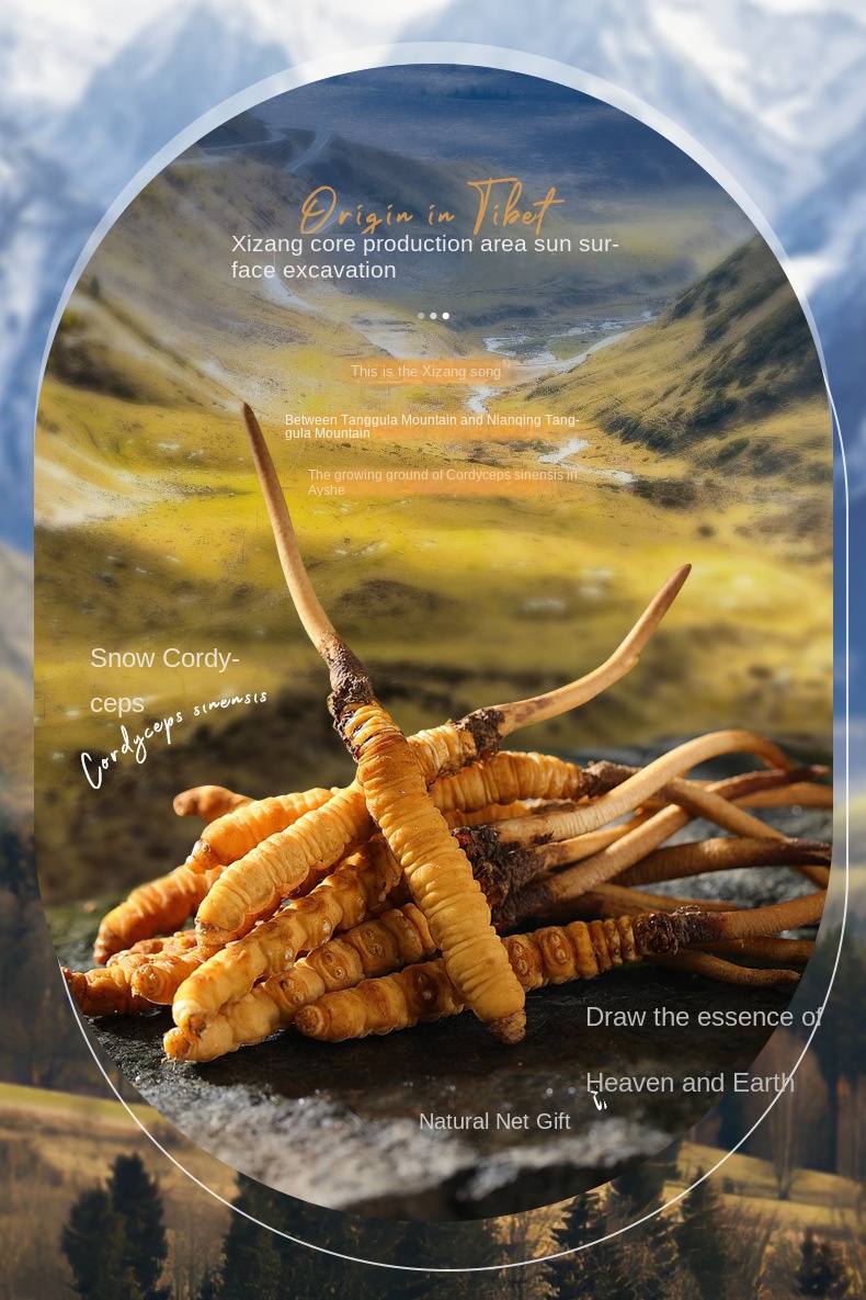 Cordyceps Anti - Wrinkle Essence Oil